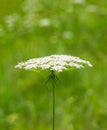 Vertical View of a Queen Anne Ã¢â¬â¢s Lace Wildflower Royalty Free Stock Photo